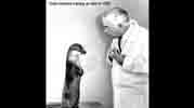 Keller Breland training an otter in 1960